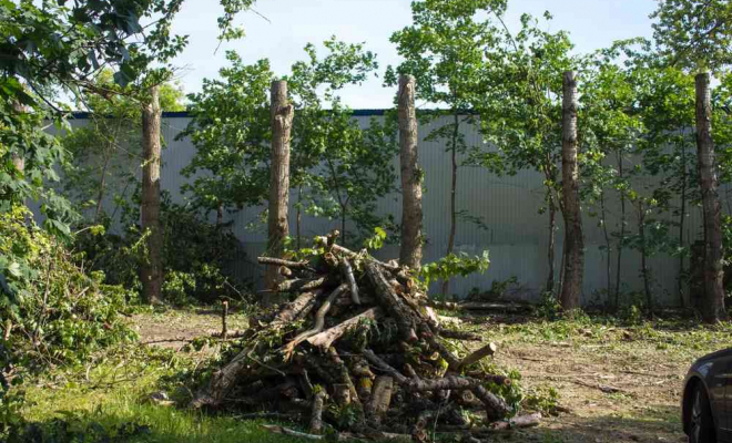 Abattage d'arbre, Pau, André Lagrenée